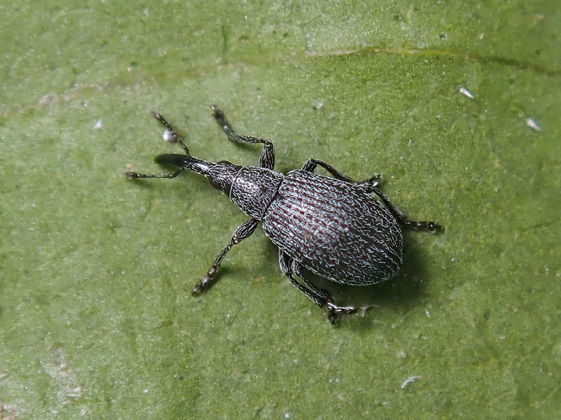 Apionidae: Ischnopterapion loti  (cfr.)